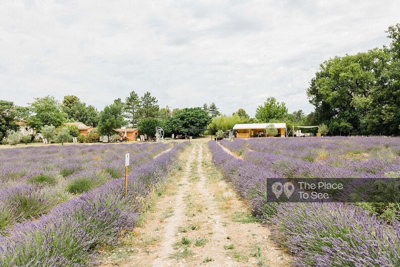 Lavender fields with meeting room in the heart of Provence