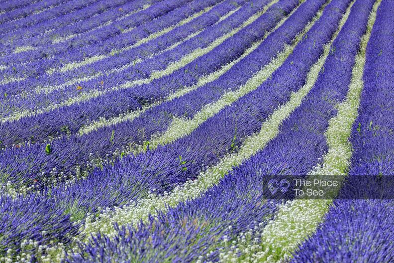 Champs de lavande avec salle de réunion au coeur de la Provence