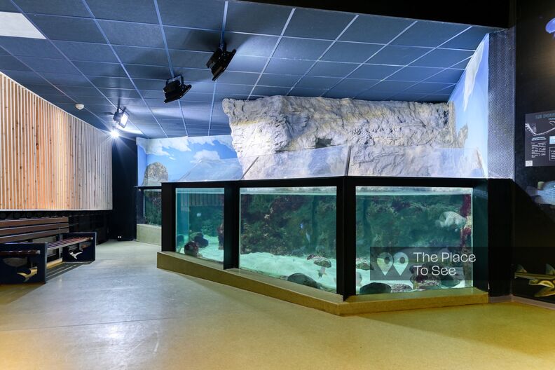 Aquariums with fish tanks and coral pools